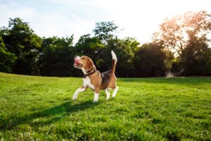 gimnasio para perros CDMX