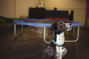 Hotel para perros CDMX